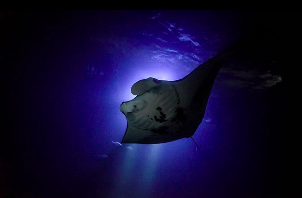 Night snorkelling with manta rays