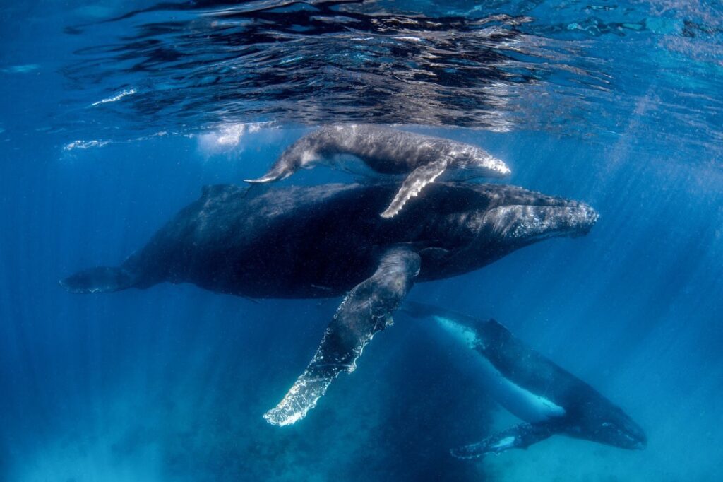 humpback whale mother and calf