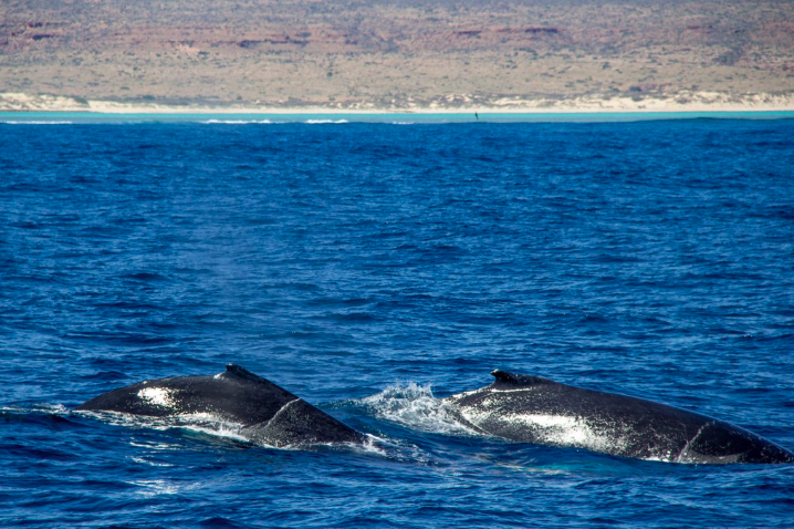 I Went On A Swim With Humpback Whales In Ningaloo Reef And Whoa, It's Epic’