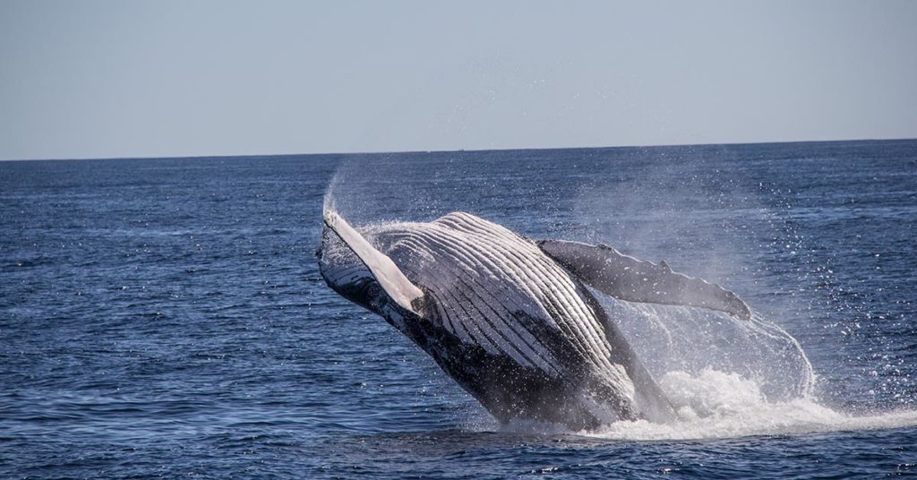 hump back whales fun facts