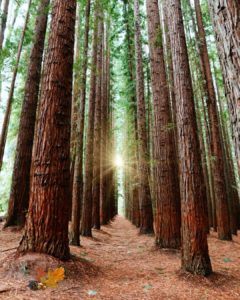 Redwood Forest- Best Walking Trails in Melbourne
