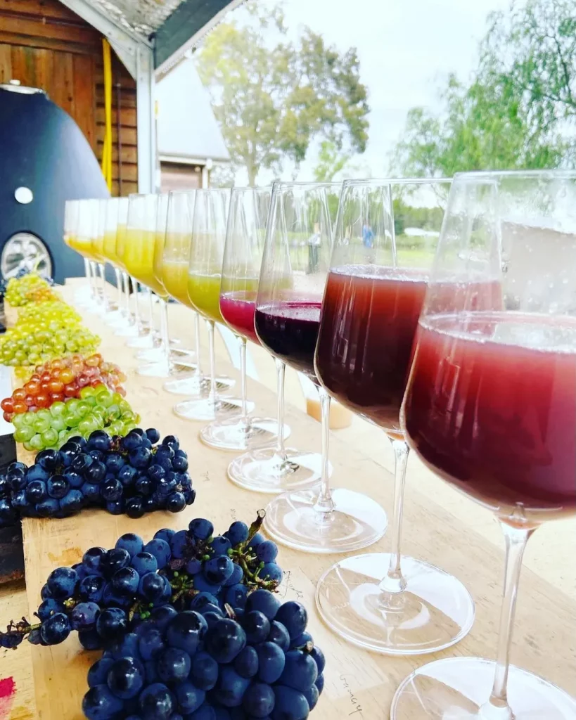 things to do in Australia in autumn - hunter valley wineries - vinden wines