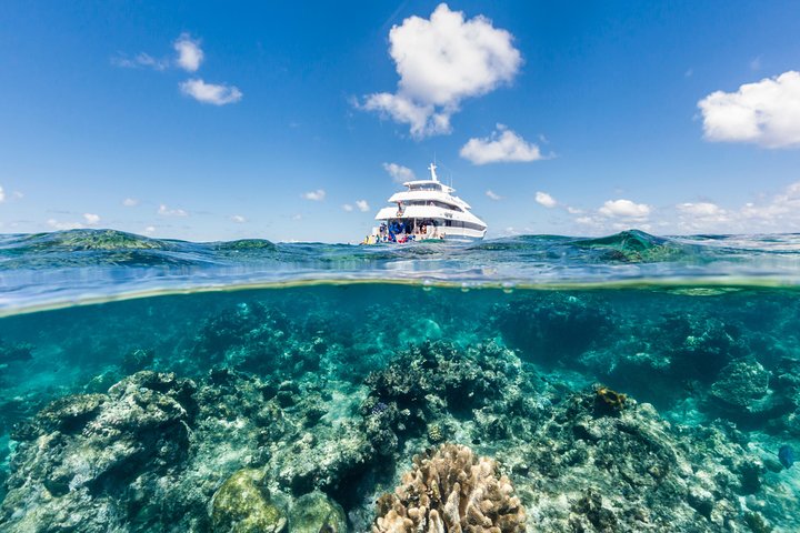 Great Barrier Reef Snorkeling and Diving Cruise from Cairns