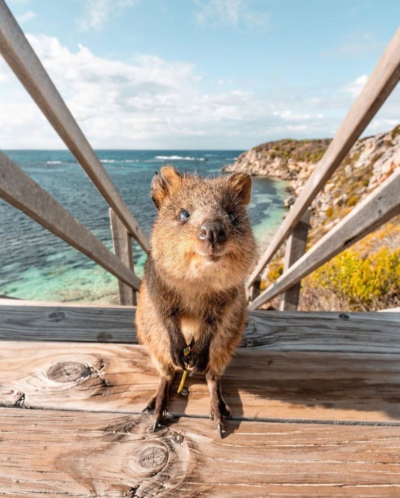 things to do in western australia - rottnest island