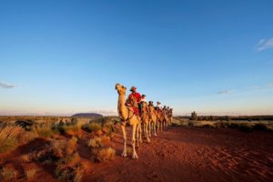 things to do in northern territory - uluru camel tours