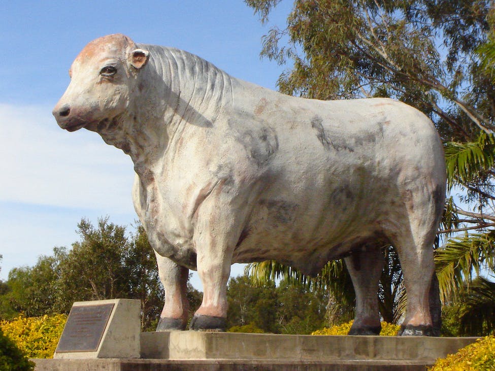 big things in australia - the big bulls