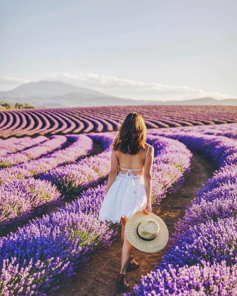 instagram locations tasmania - bridestowe lavender estate