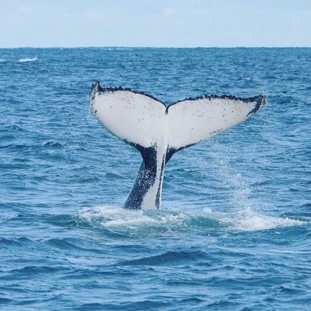 Australia during spring - whale watching