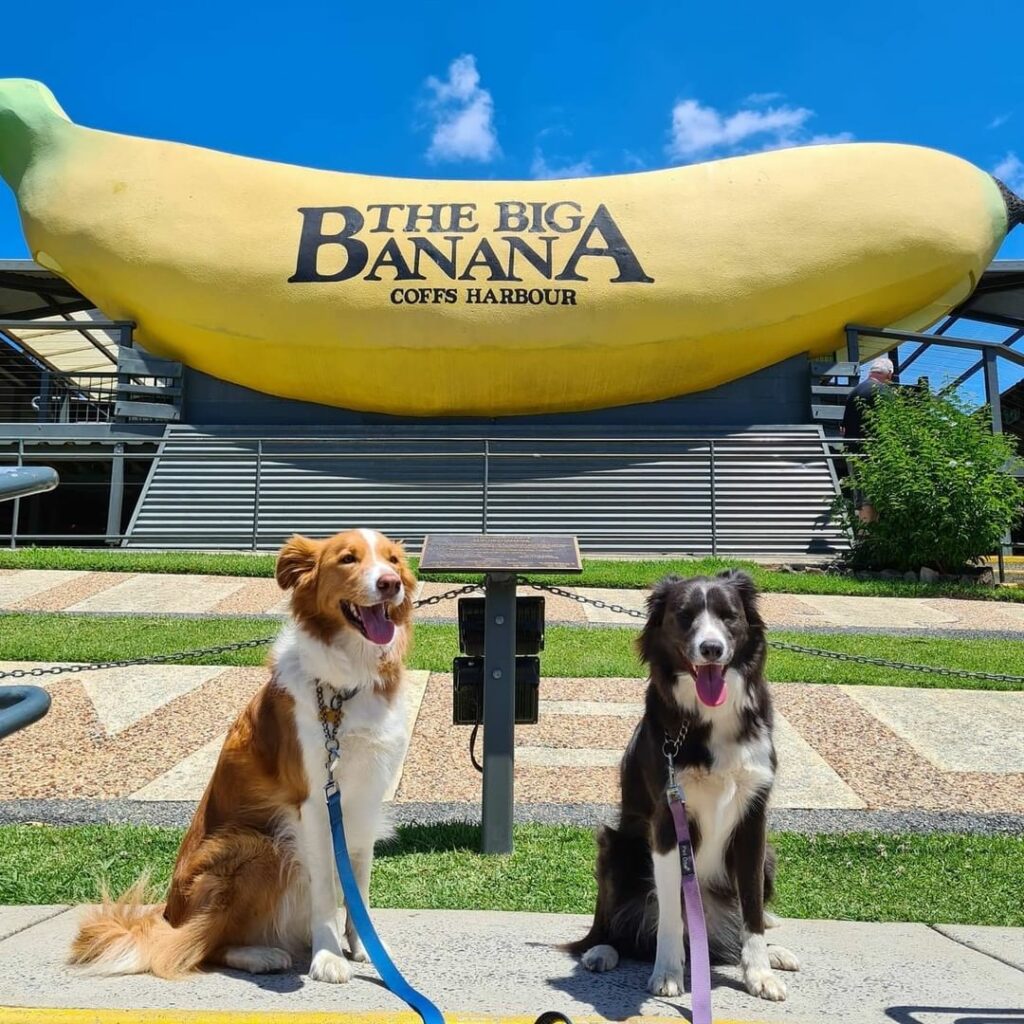 big things in australia - the big banana