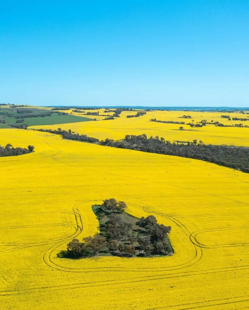 Australia during spring - toodyay canola fields