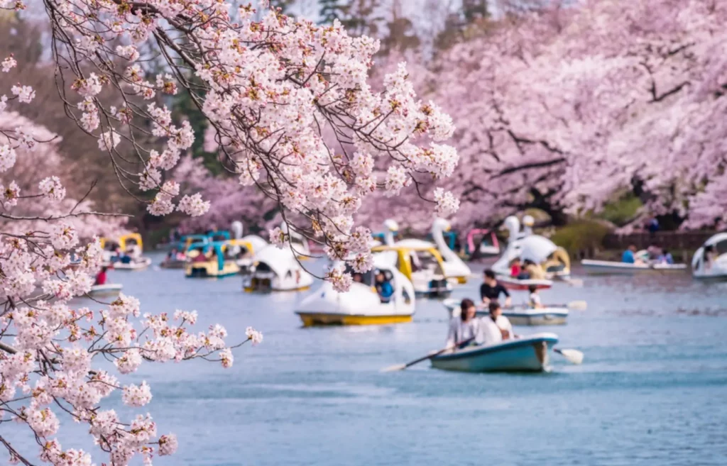 Sakura in Inokashira Park