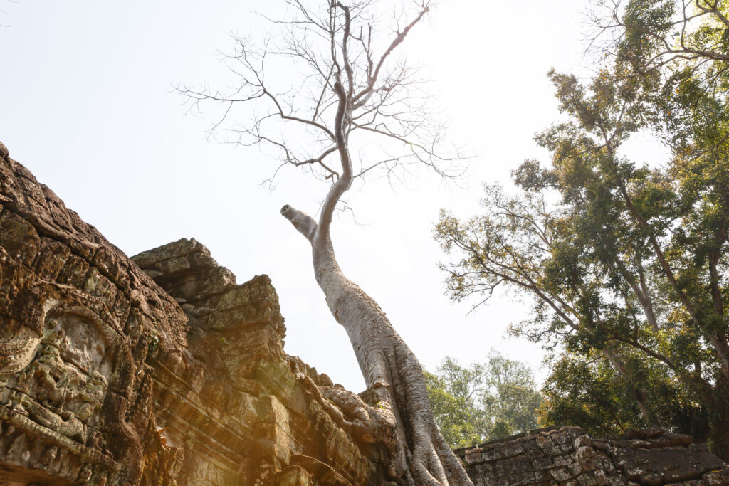 A leave-less tree reaches into the sky from temple ruins. Sunlight flares through.