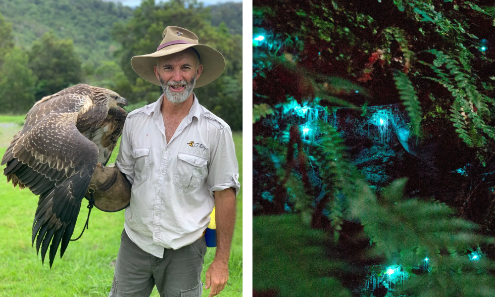 Making eagle friends and glow worms O’Reilly’s Rainforest Retreat 