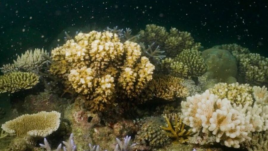 A cluster of coral can be seen spitting small bundles of eggs and sperm creating snow falling effect.