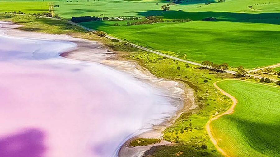 A bright pink lake is contrasted with the rolling green hills of south Australia 
