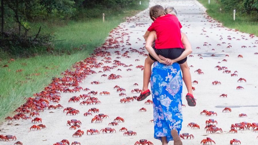 A mum and her son are seen walking through the crowds of migrating red crabs. 