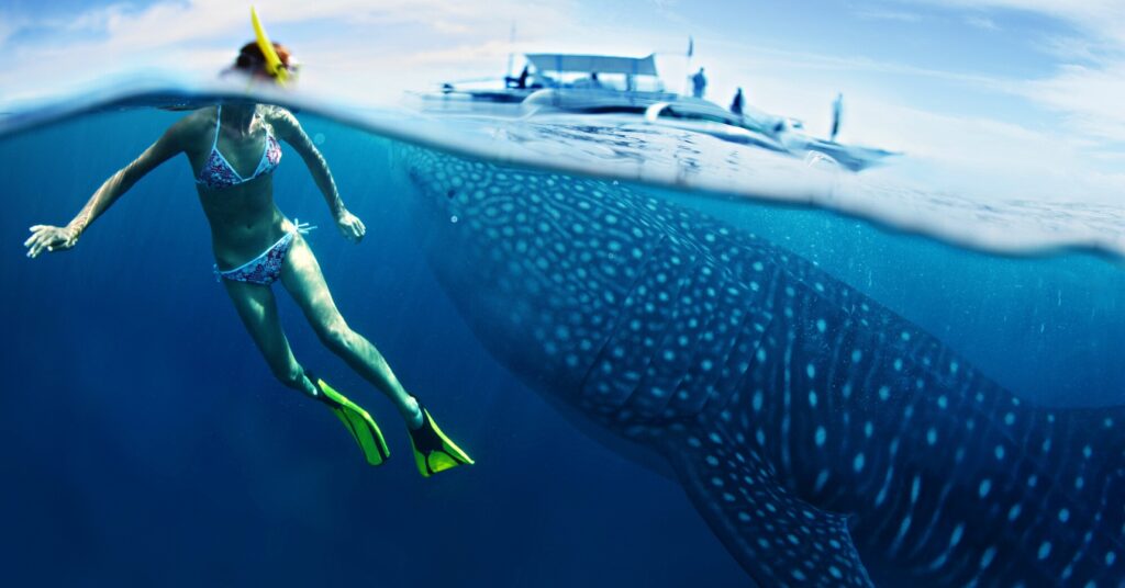 How to swim with whale sharks, humpbacks, and manta rays in Western Australia