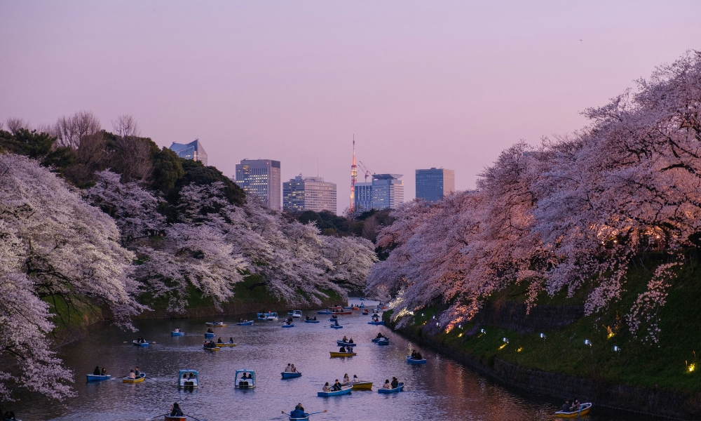 Tokyo - Japanese Cherry Blossom Season
