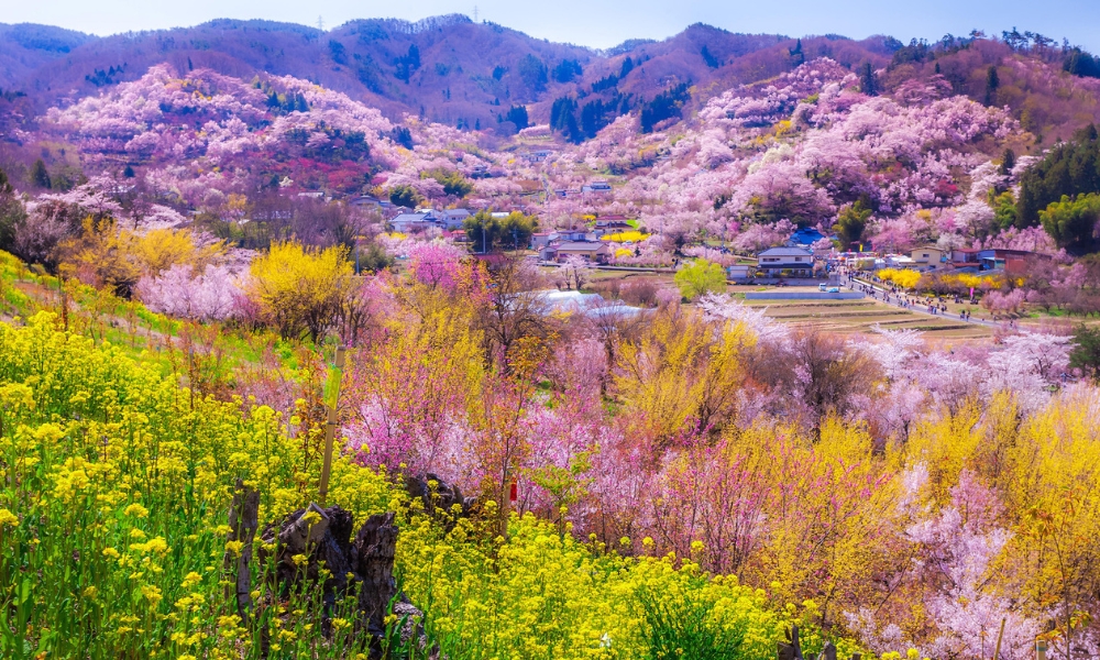Japanese Cherry Blossom Festival - Cherry Blossom Season 2024