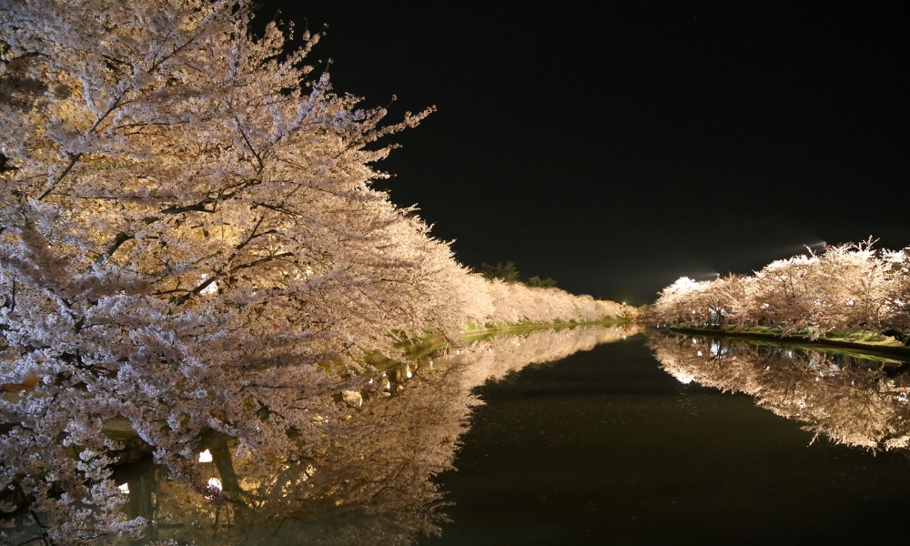Tohoku Region - Japanese Cherry Blossom Season
