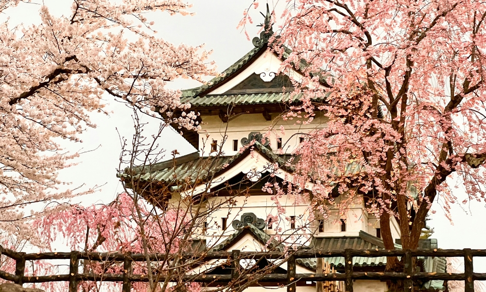 Hiroshima - Japanese Cherry Blossom Season