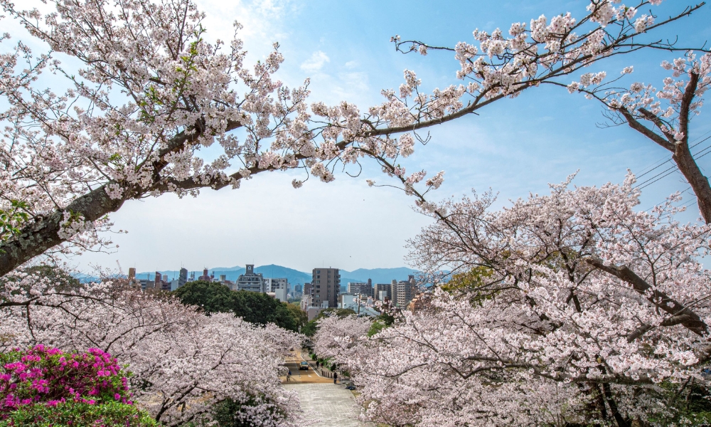 Fukuoka - Japanese Cherry Blossom Season