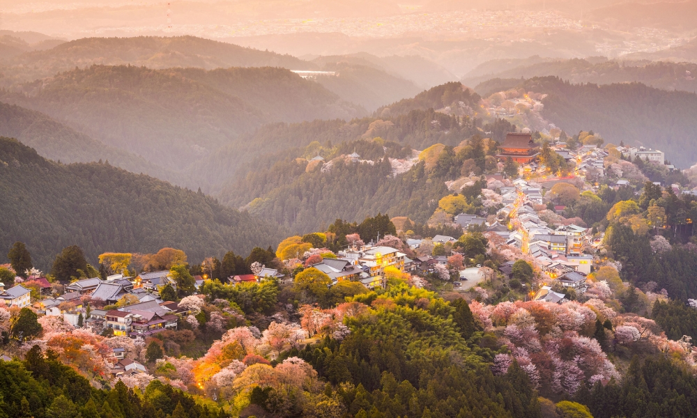 Osaka - Japanese Cherry Blossom Season